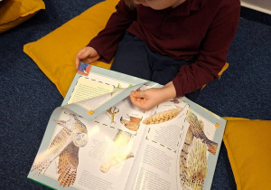 Chłopiec siedzi na poduszkach w bibliotece i ogląda książkę o sowach