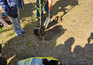 Dzieci sadzą drzewko owocowe w ogrodzie przedszkolnym