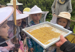 Grupa dzieci w kapeluszach ochronnych z siatką obserwuje tacę z drobnymi żółtymi granulkami (propolis) podczas zajęć edukacyjnych na świeżym powietrzu.