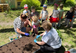Dzieci stoją nas jednym z przygotowanych do sadzenia klombów i sadza pierwsze sadzonki warzyw.