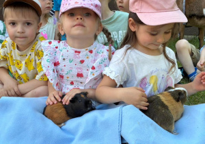 trzy dziewczynki trzymają świnki morskie na niebieskim kocyku.