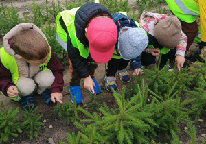 Dzieci w odblaskowych kamizelkach oglądają małe drzewa iglaste.